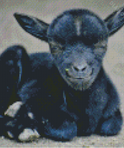 Black Baby Goat Diamond Painting
