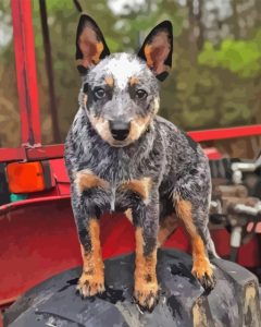 Cute Blue Healer Diamond Painting