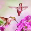 Flying Couple Hummingbird Diamond Painting