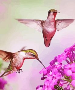 Flying Couple Hummingbird Diamond Painting