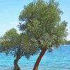 Olive Trees Lake Diamond Painting