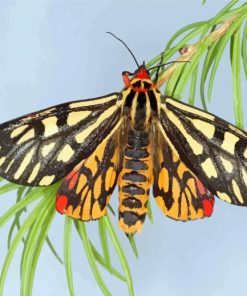 Tiger Moth Insect Diamond Painting