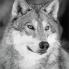 Aesthetic White And Grey Wolf Diamond Painting