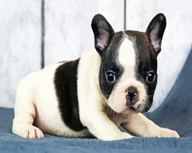 Black And White French Bulldog Puppy Diamond Painting