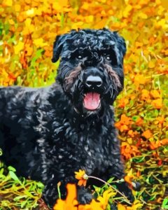 Abouvier Des Flandres Sitting Diamond Painting