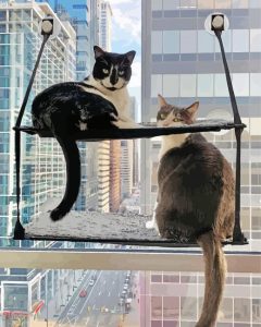 Cats By Window Diamond Painting
