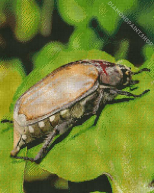 Close Up Scarab Insect Diamond Painting