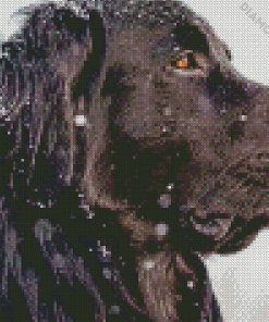 Close Up Black Golden Retriever In Snow Side View Diamond Painting