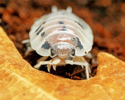 Isopod Face Diamond Painting