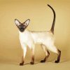 Siamese Oriental Cat Diamond Painting