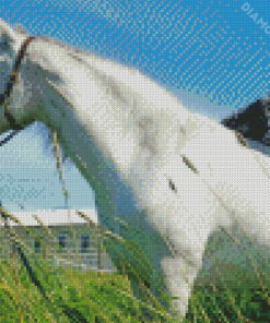 White Horse With Mini Aussie Dog Diamond Painting