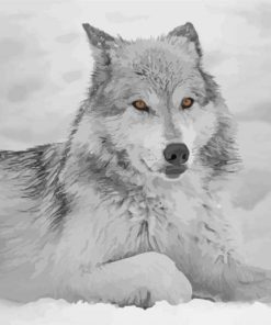 White And Grey Wolf Diamond Painting