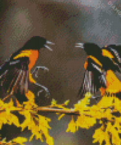 Baltimore Oriole Birds Diamond Painting