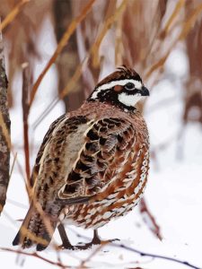 Bobwhite Quail In Snow Diamond Painting