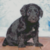 Black Goldendoodle Puppy Diamond Painting