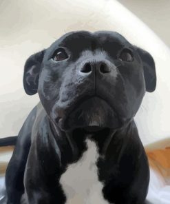 Cute Black Staff Bull Terrier Diamond Painting