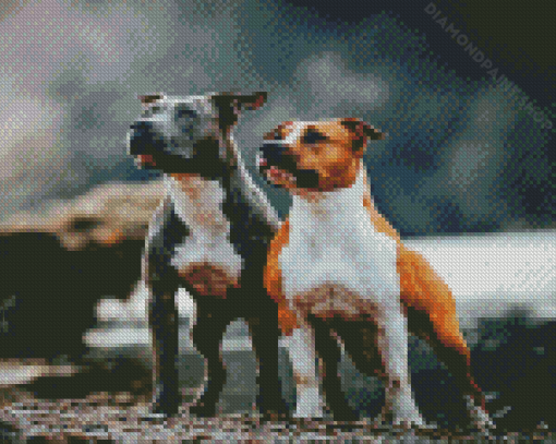 Staffordshire Bull Terrier Dogs Diamond Painting