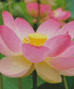 Pink Lotus Flower Nelumbo Nucifera Diamond Painting