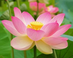 Pink Lotus Flower Nelumbo Nucifera Diamond Painting