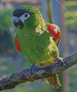 Red Shouldered Macaw Diamond Painting