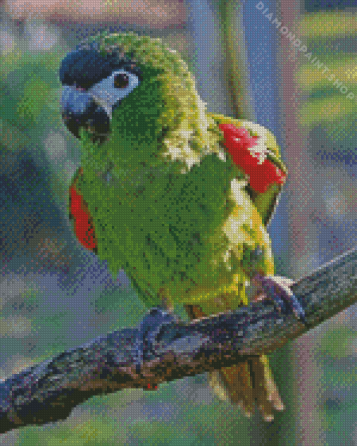 Red Shouldered Macaw Diamond Painting