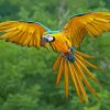 Flying Macaw Diamond Painting