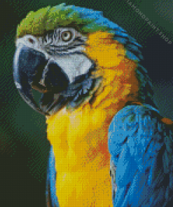 Blue And Gold Macaw Parrot Diamond Painting