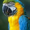 Blue And Gold Macaw Parrot Diamond Painting