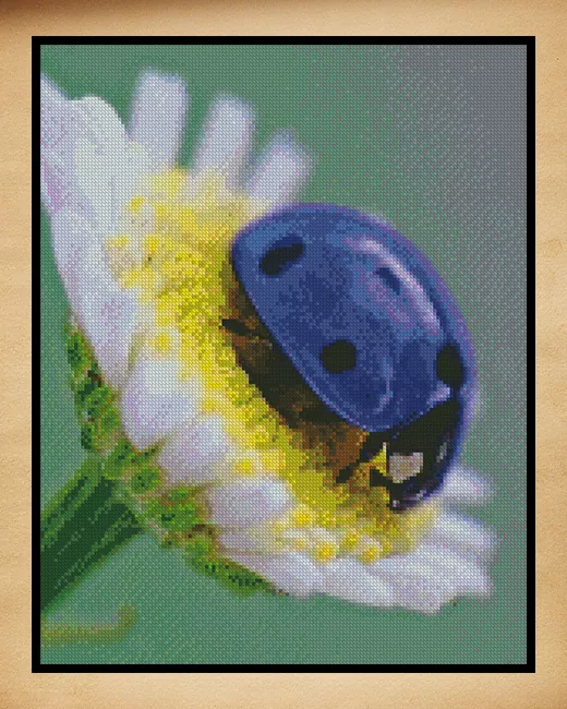 Insects