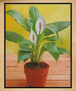 Plants
