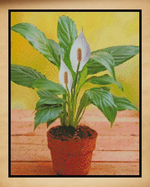 Plants